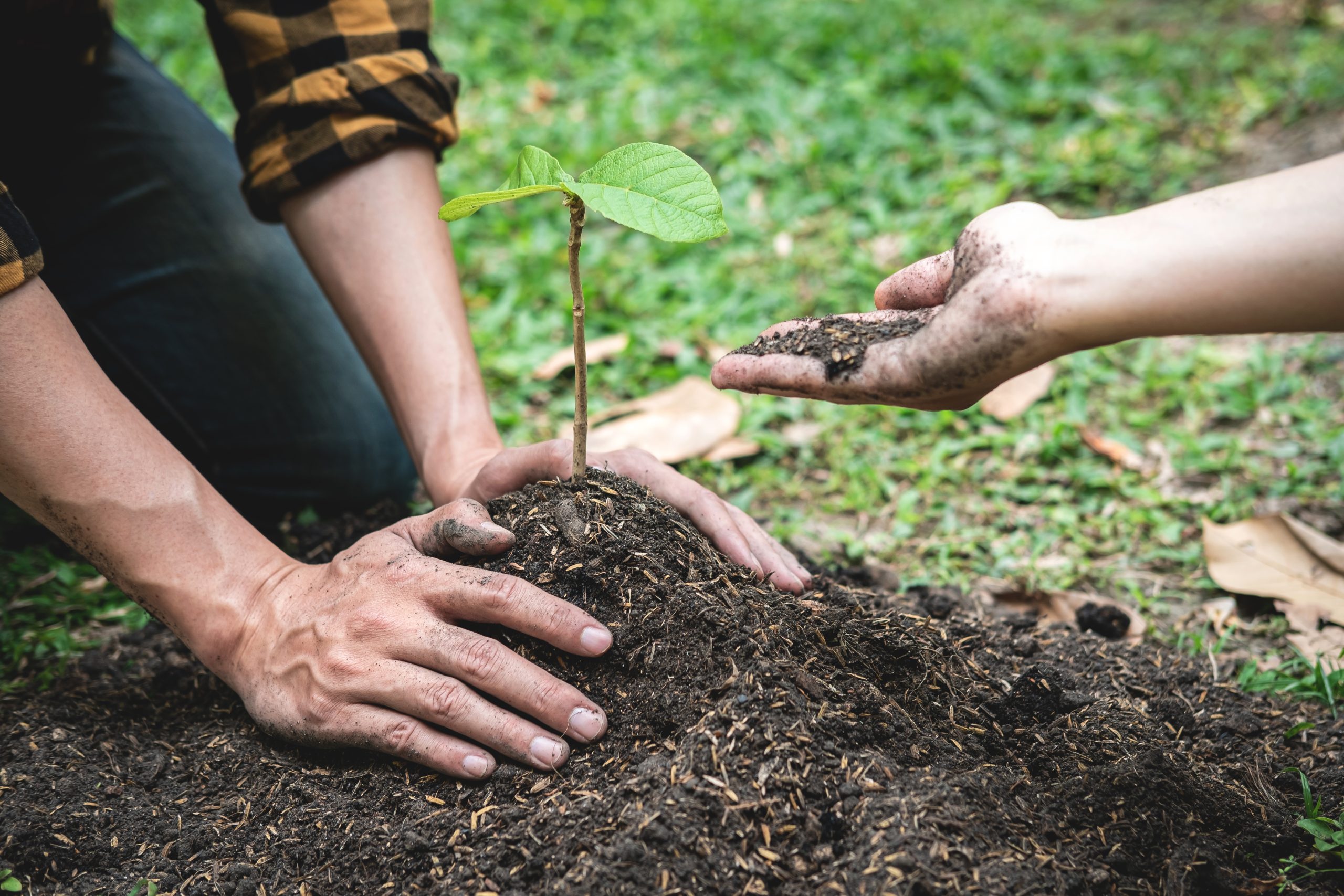 Homenageie quem partiu: plantar uma árvore com cinzas cria memória viva e simbólica para toda a família. Fale conosco.